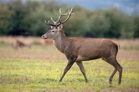 deer stock image